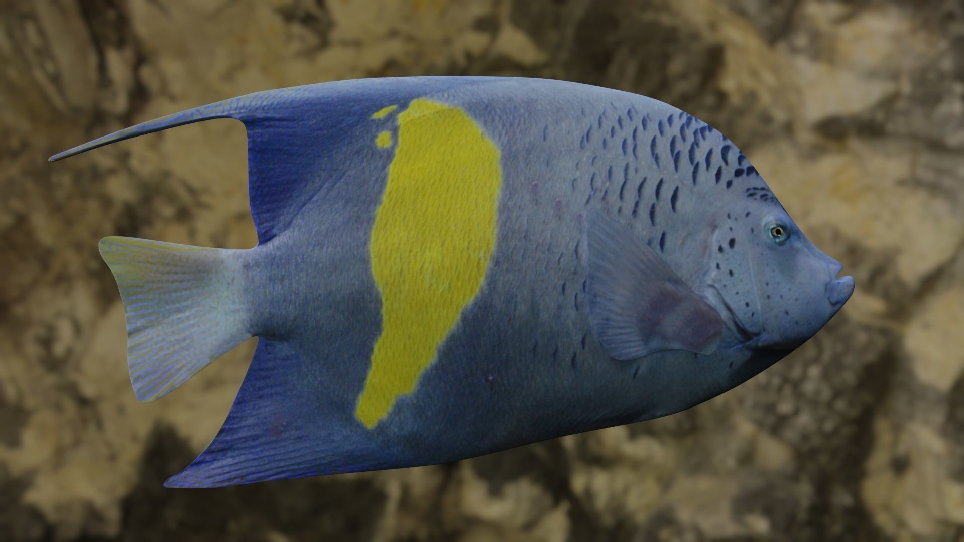 BUTTERFLY YELLOW MARKED FISH Low-poly 3D model_11
