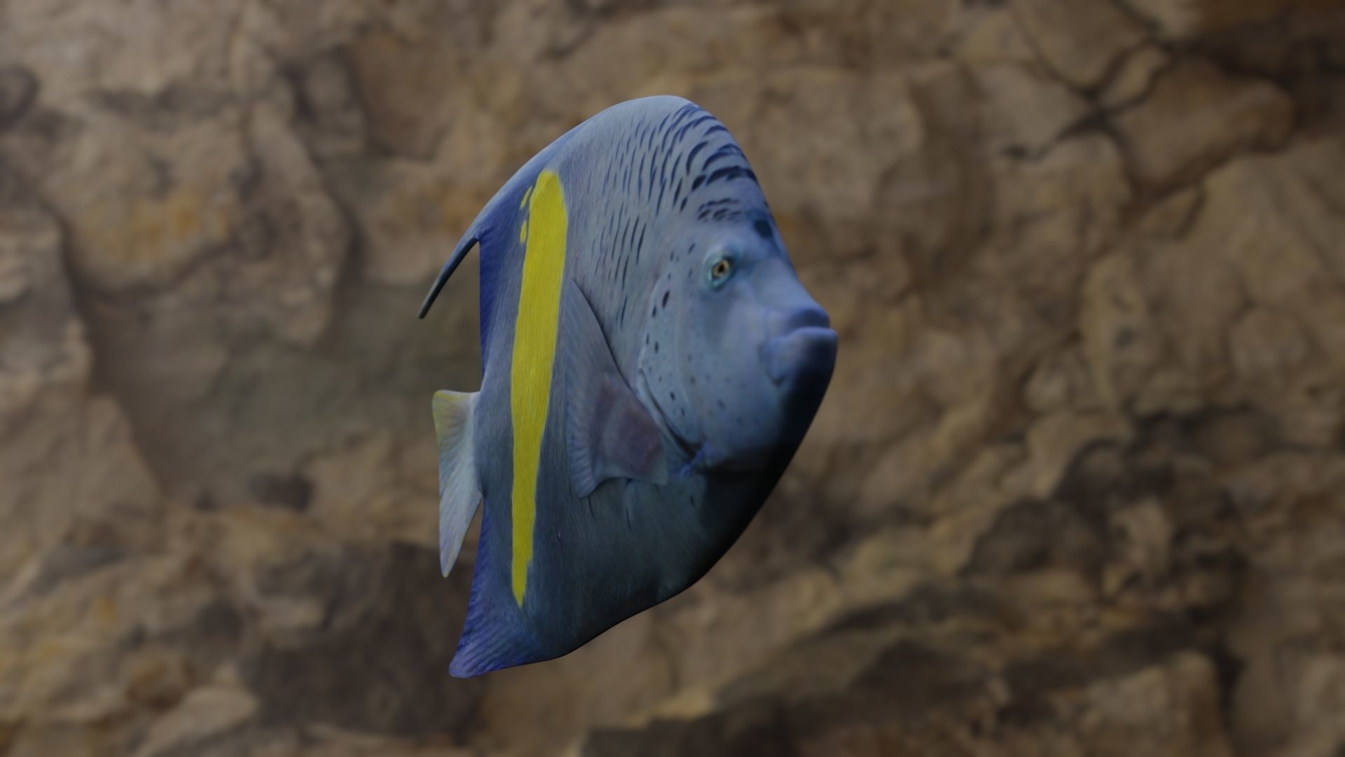 BUTTERFLY YELLOW MARKED FISH Low-poly 3D model_4