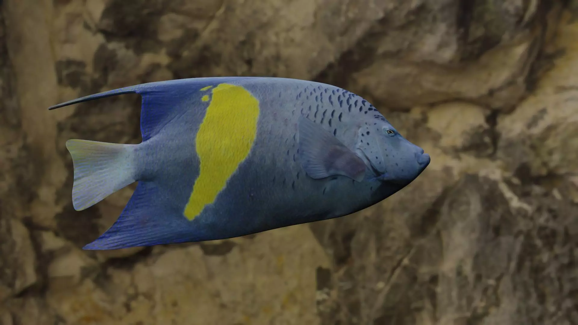 BUTTERFLY YELLOW MARKED FISH Low-poly 3D model_0
