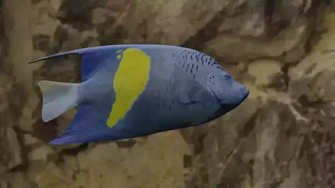BUTTERFLY YELLOW MARKED FISH Low-poly 3D model