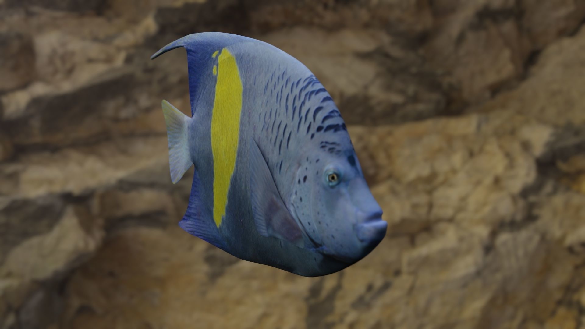 BUTTERFLY YELLOW MARKED FISH Low-poly 3D model_21