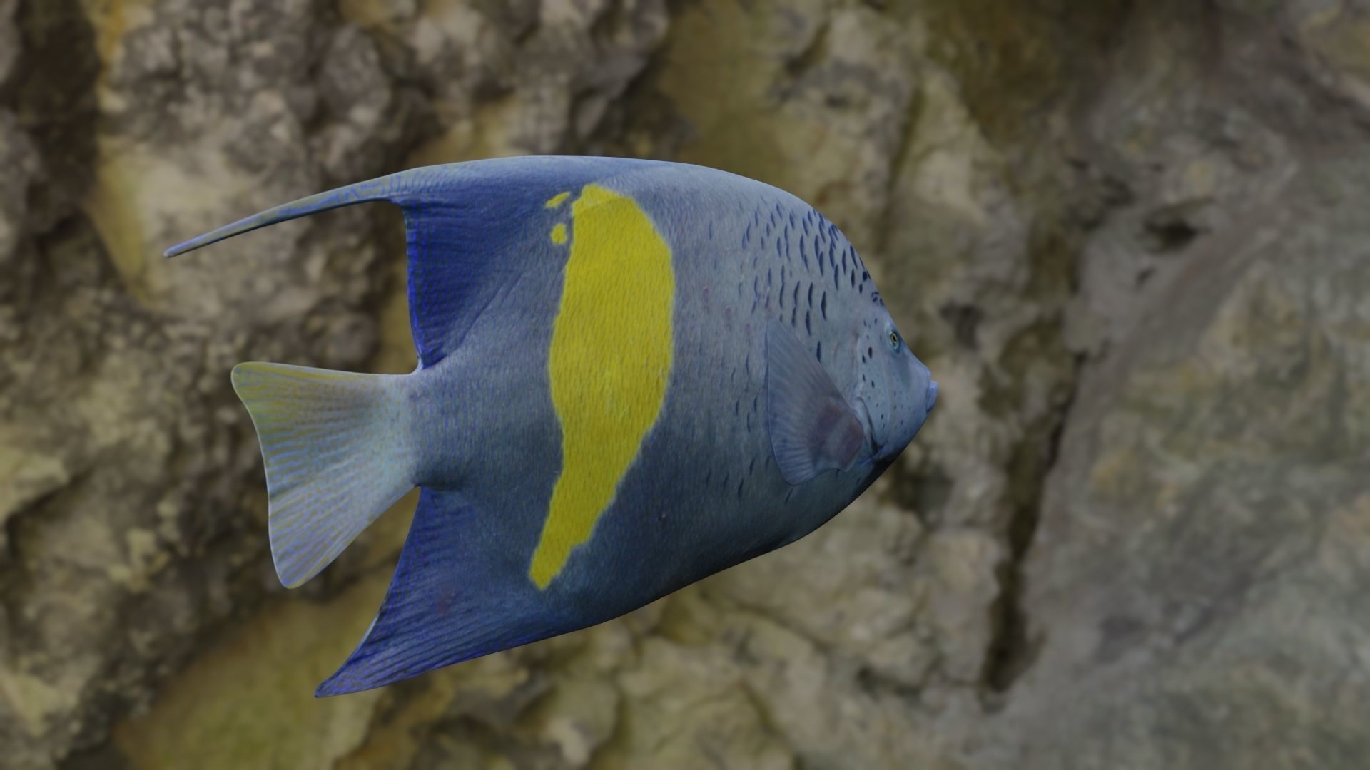 BUTTERFLY YELLOW MARKED FISH Low-poly 3D model_9