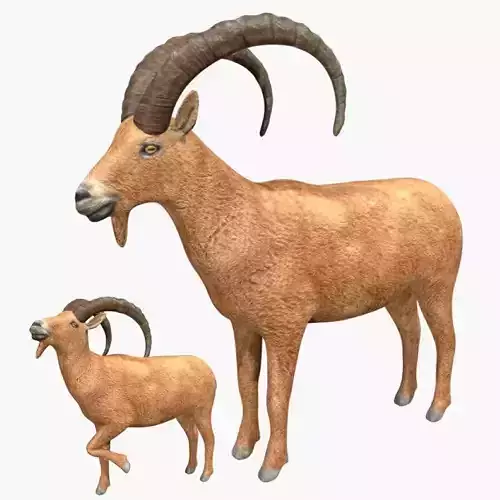 Ibex goat