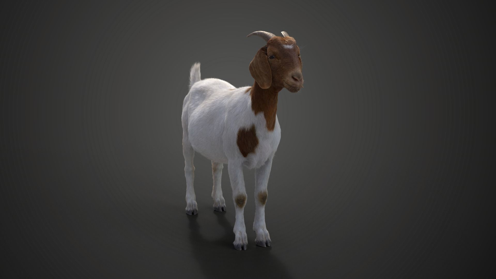 Boer Goat  with 6 Animations VFX Grace 3D model_10