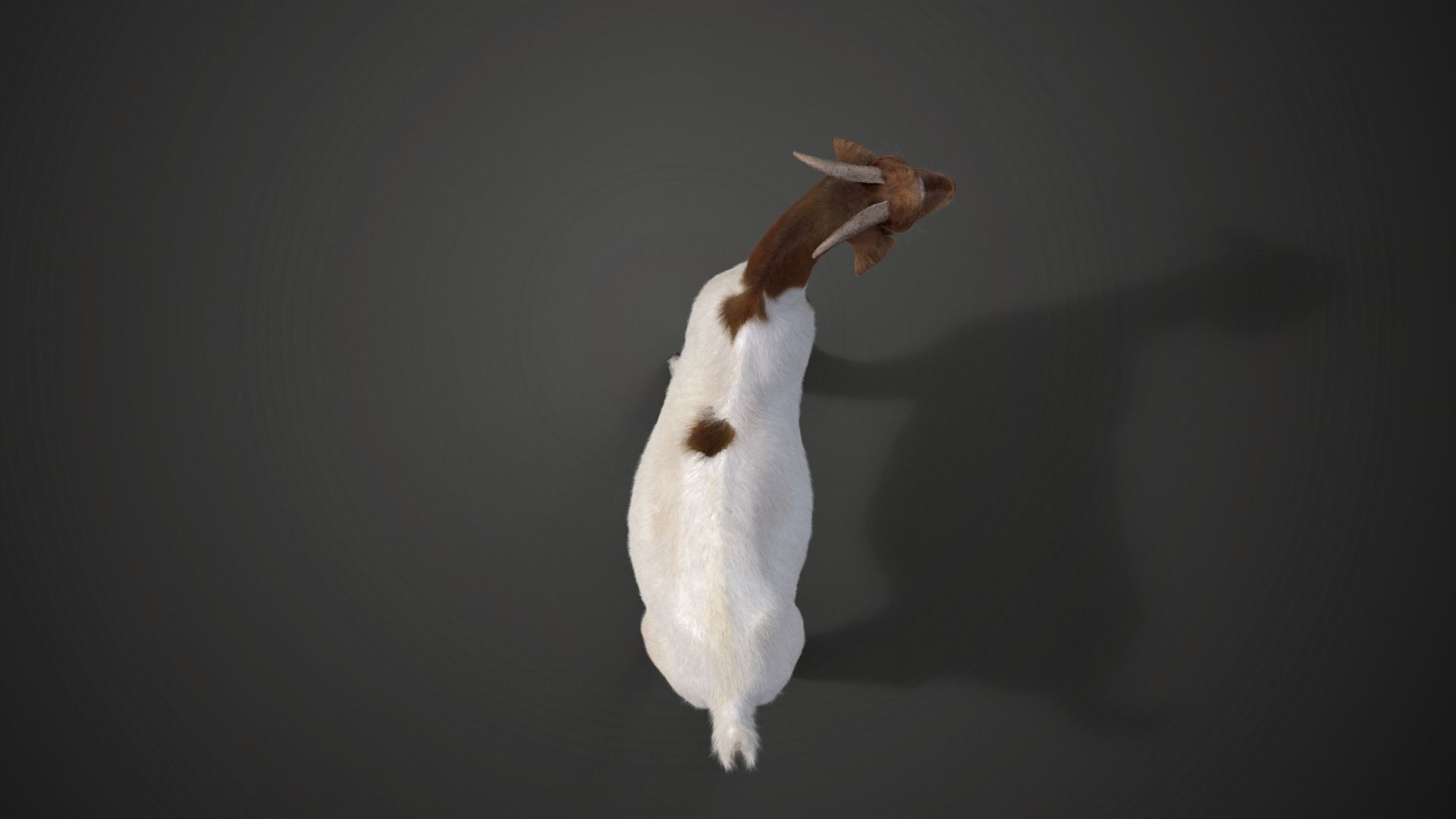 Boer Goat  with 6 Animations VFX Grace 3D model_11