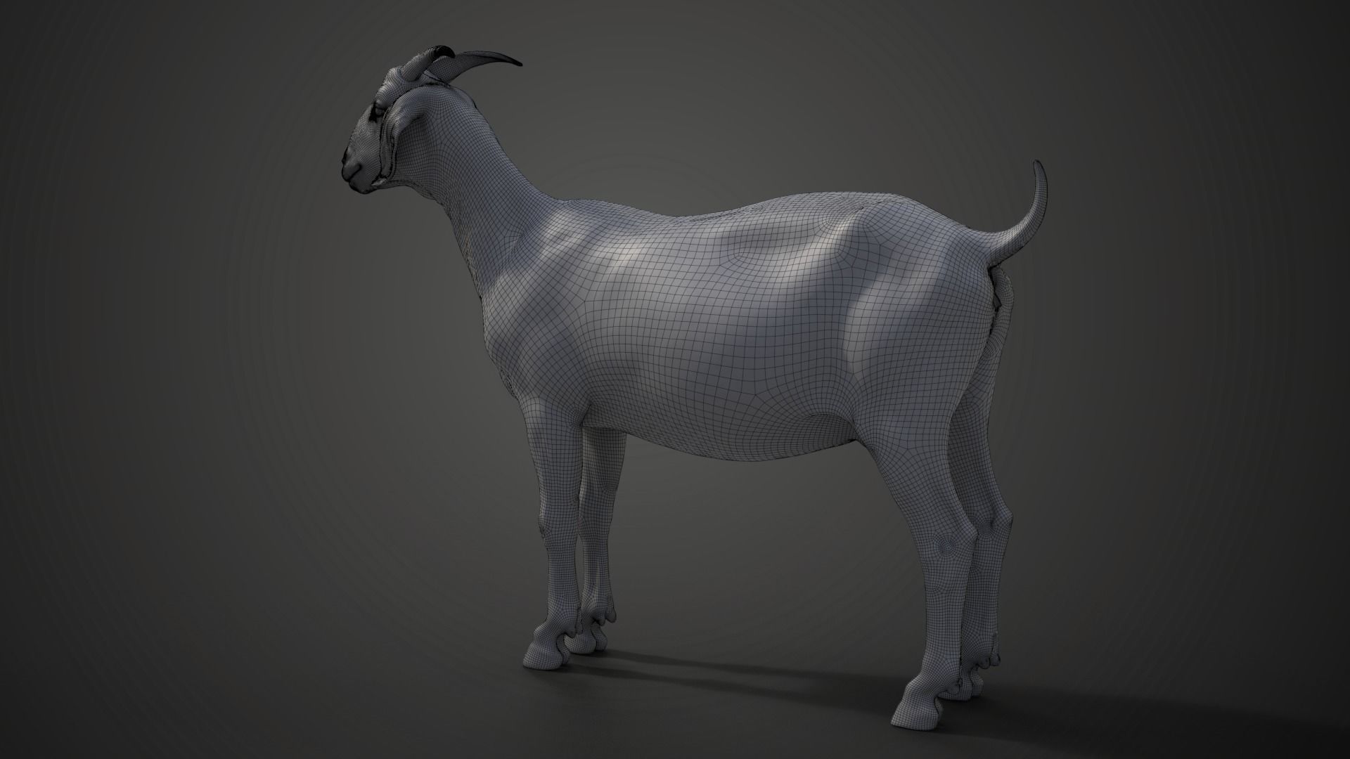 Boer Goat  with 6 Animations VFX Grace 3D model_16