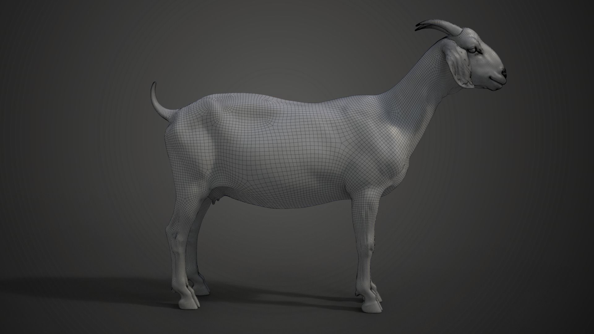 Boer Goat  with 6 Animations VFX Grace 3D model_15