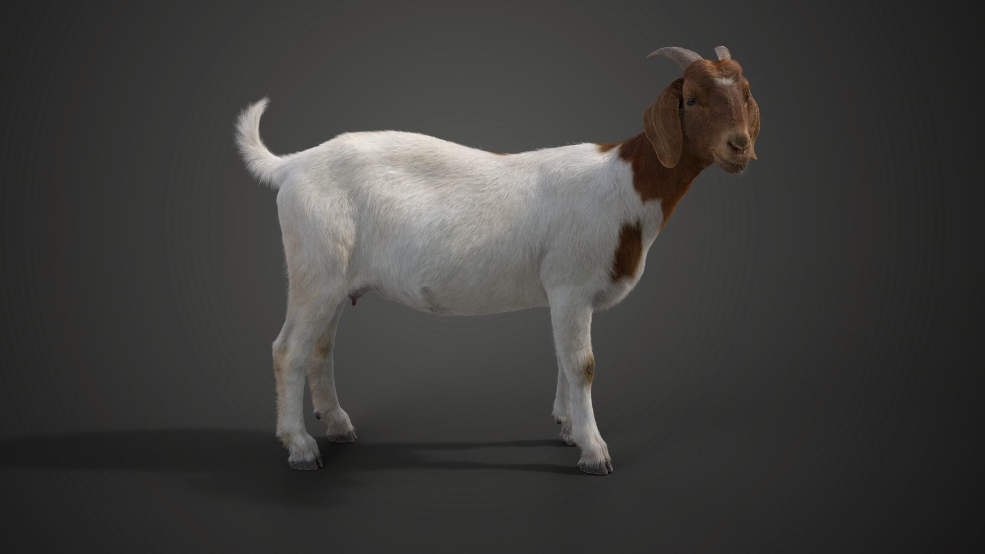 Boer Goat  with 6 Animations VFX Grace 3D model_8