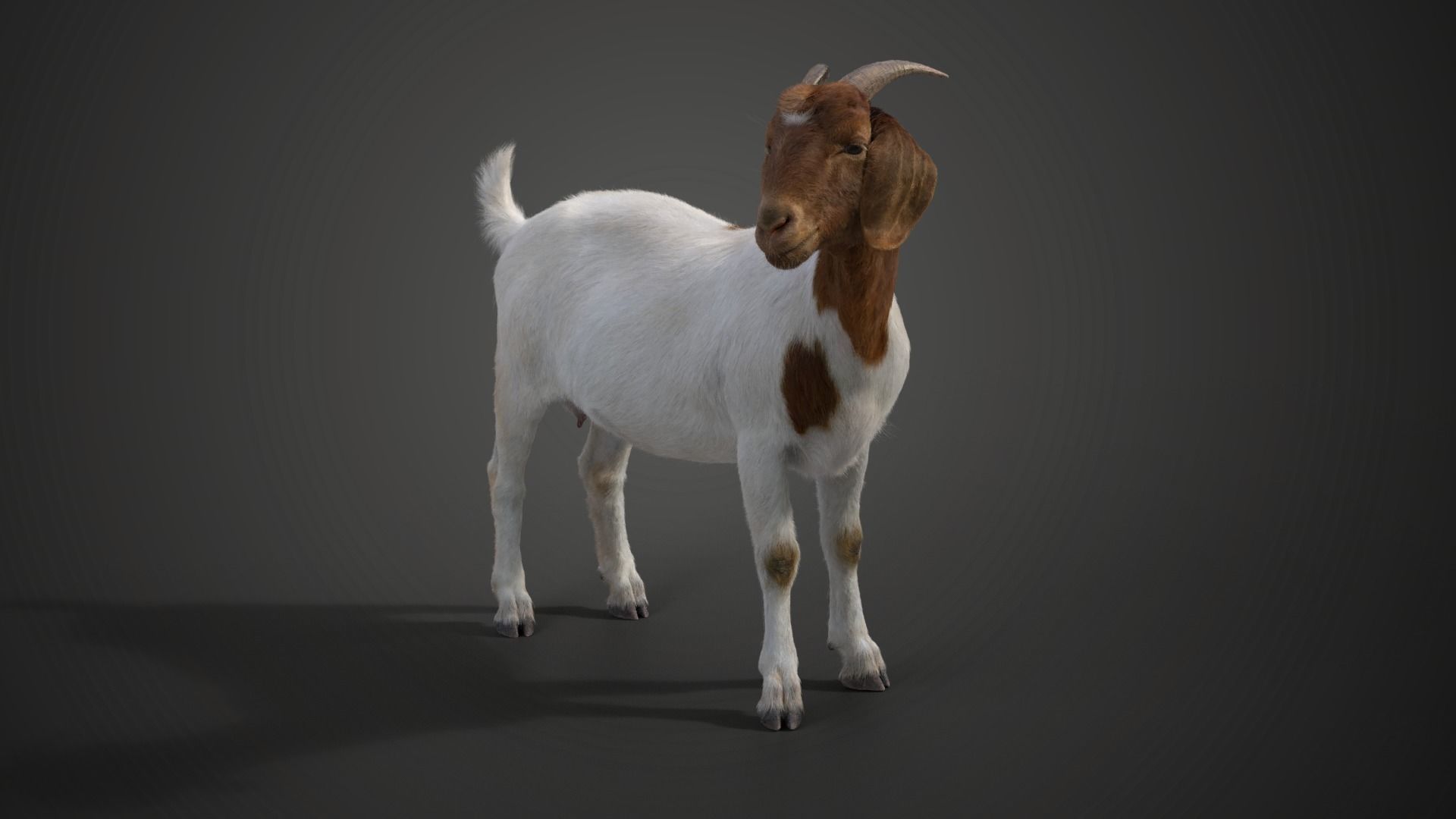 Boer Goat  with 6 Animations VFX Grace 3D model_9