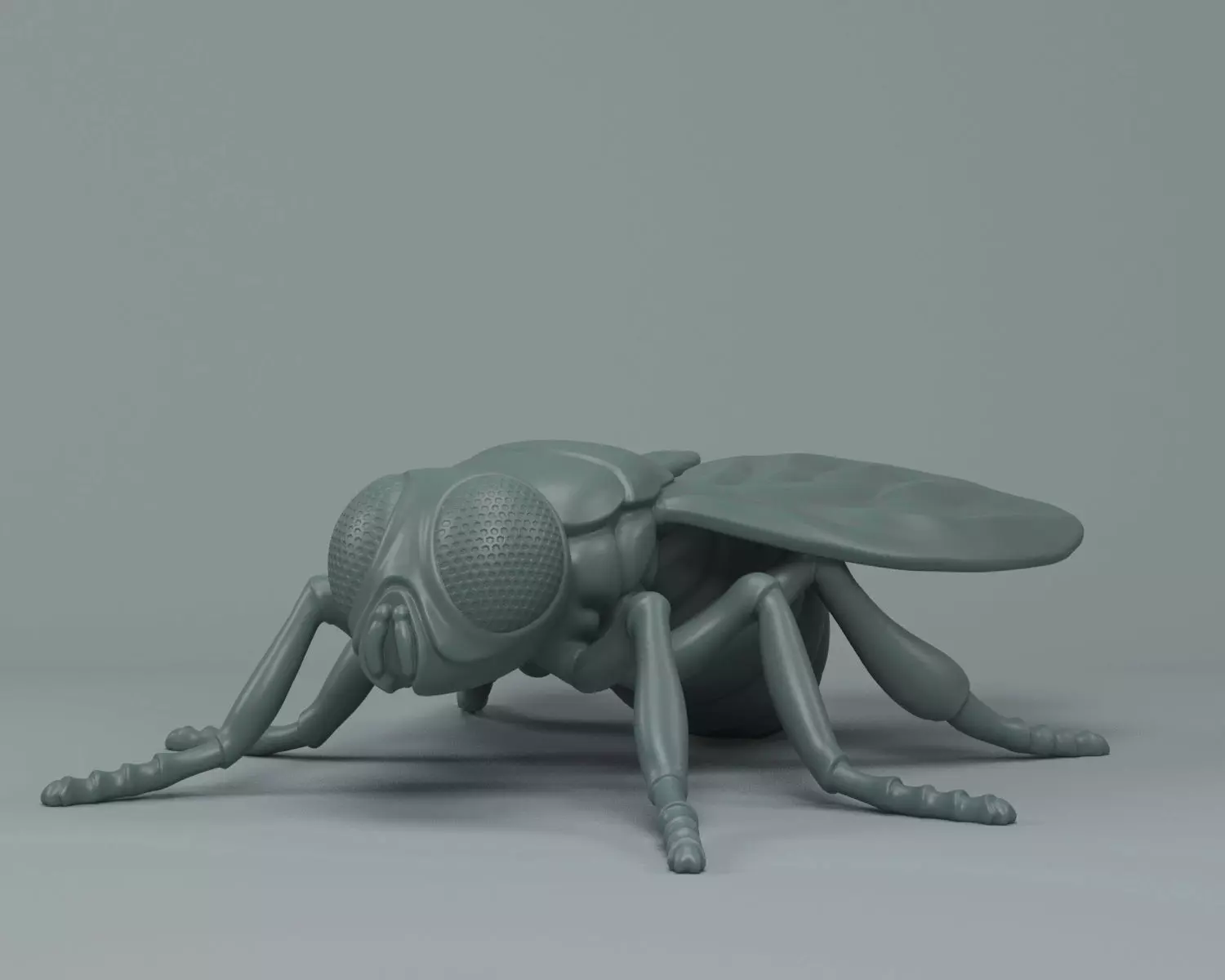 Fly Musca 3D print model