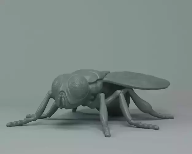 Fly Musca 3D print model