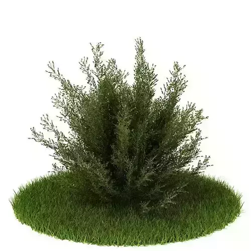 Green Medium Bush