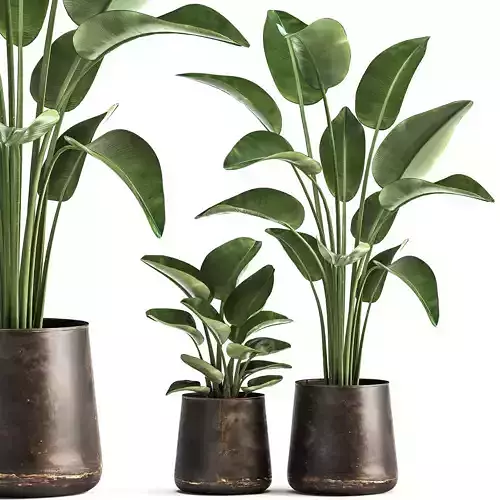 Banana palm in a rust pot for the interior 1037