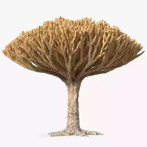 Big Naked Dragon Tree