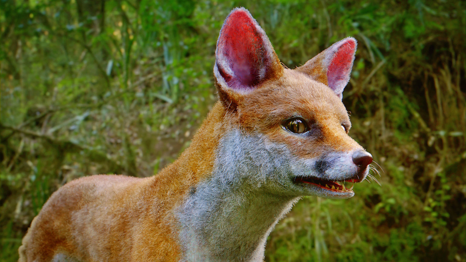 Fox Animal Low-poly 3D model_2