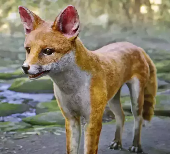 Fox Animal Low-poly 3D model
