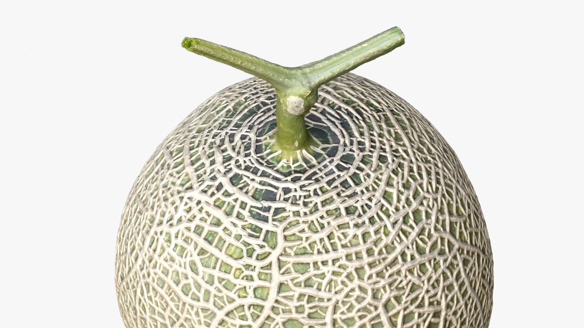 Melon Collection cut 3D model_13