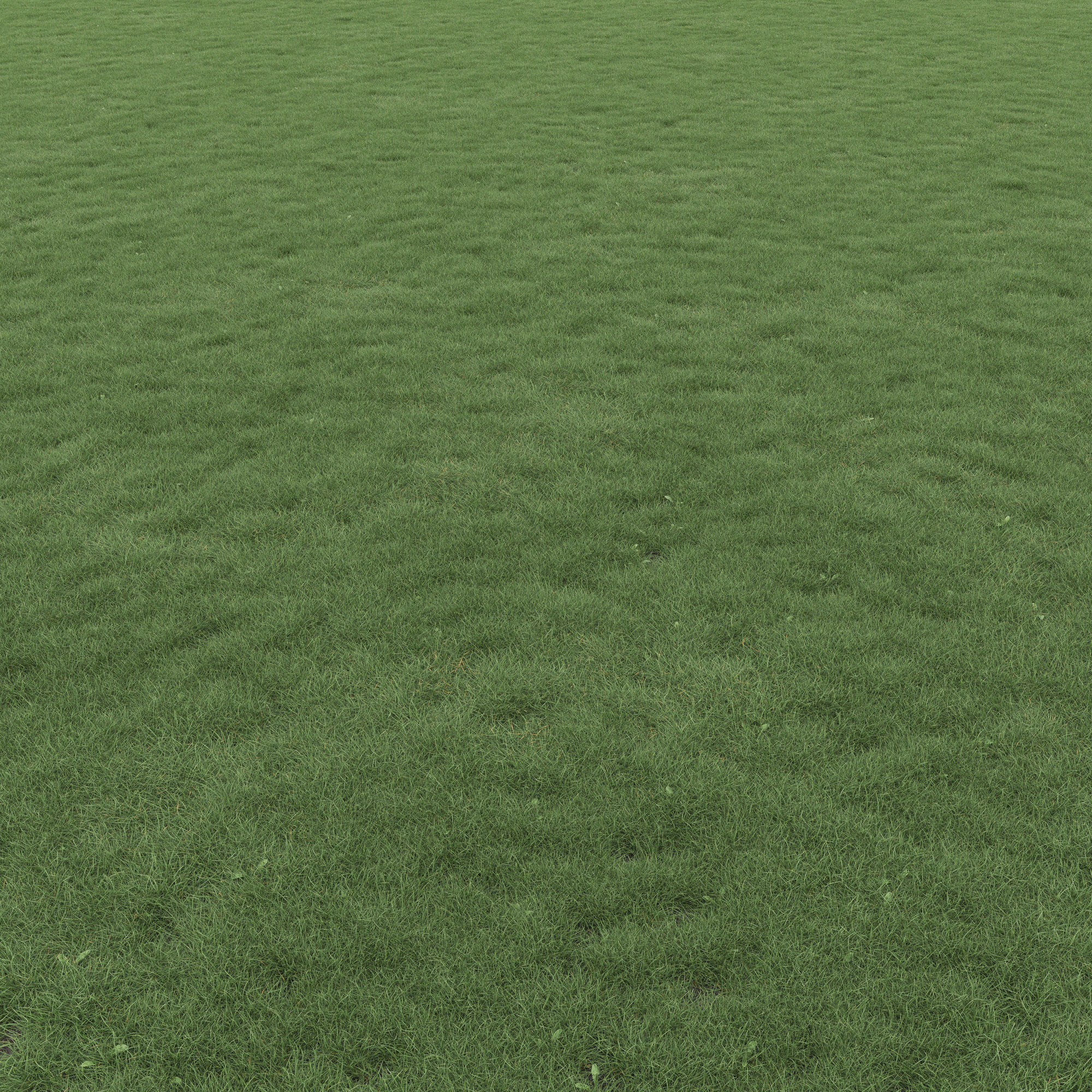 Lawn Grass 01 3D model_3
