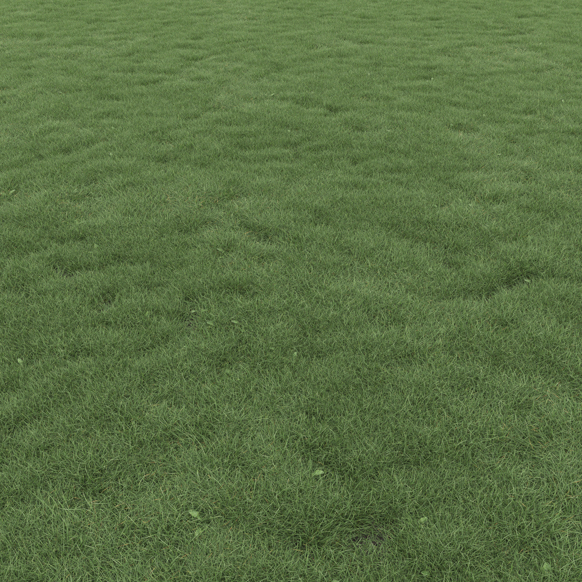 Lawn Grass 01 3D model_1