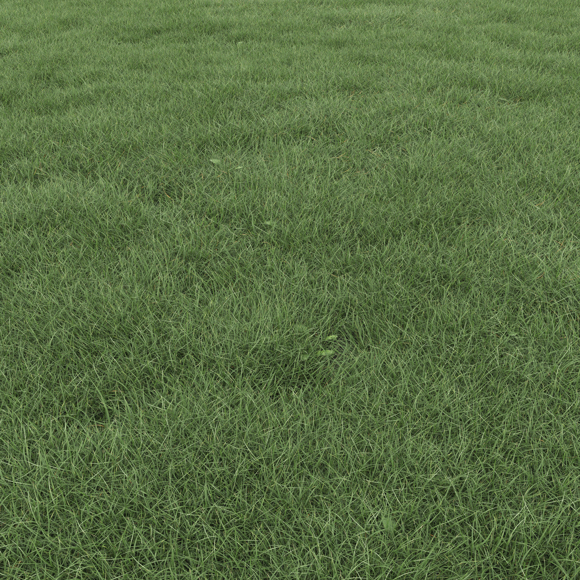 Lawn Grass 01 3D model_5