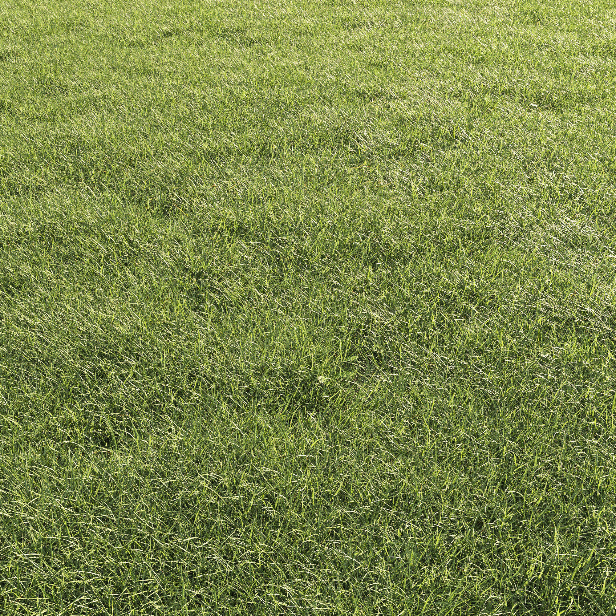 Lawn Grass 01 3D model_4