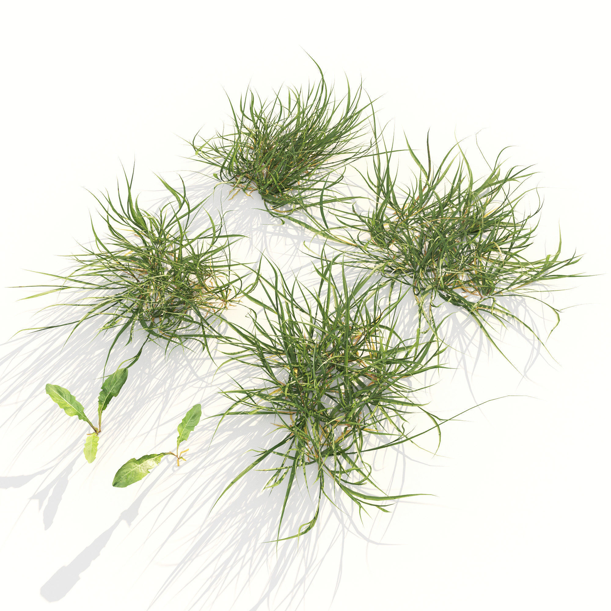 Lawn Grass 01 3D model_11