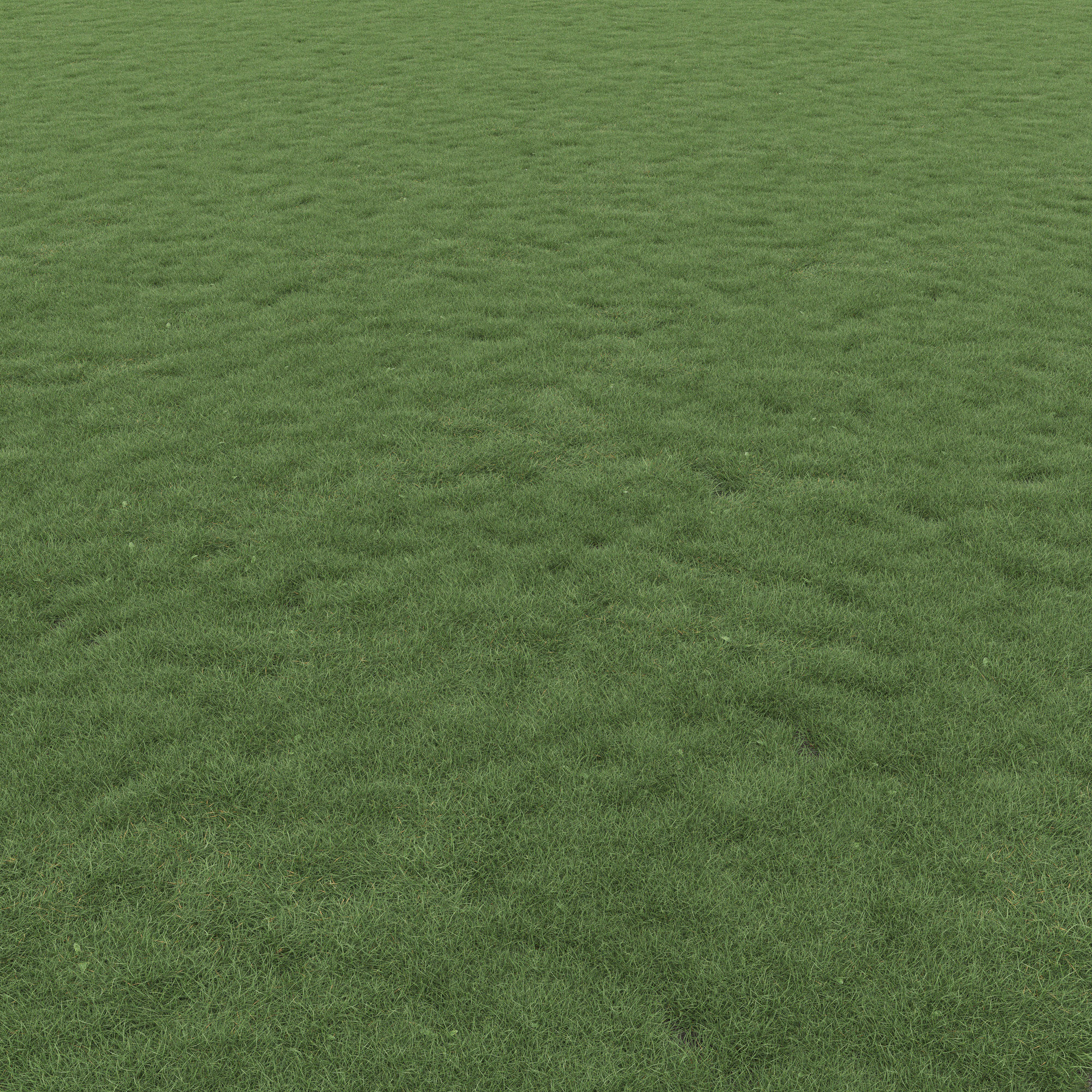 Lawn Grass 01 3D model_7