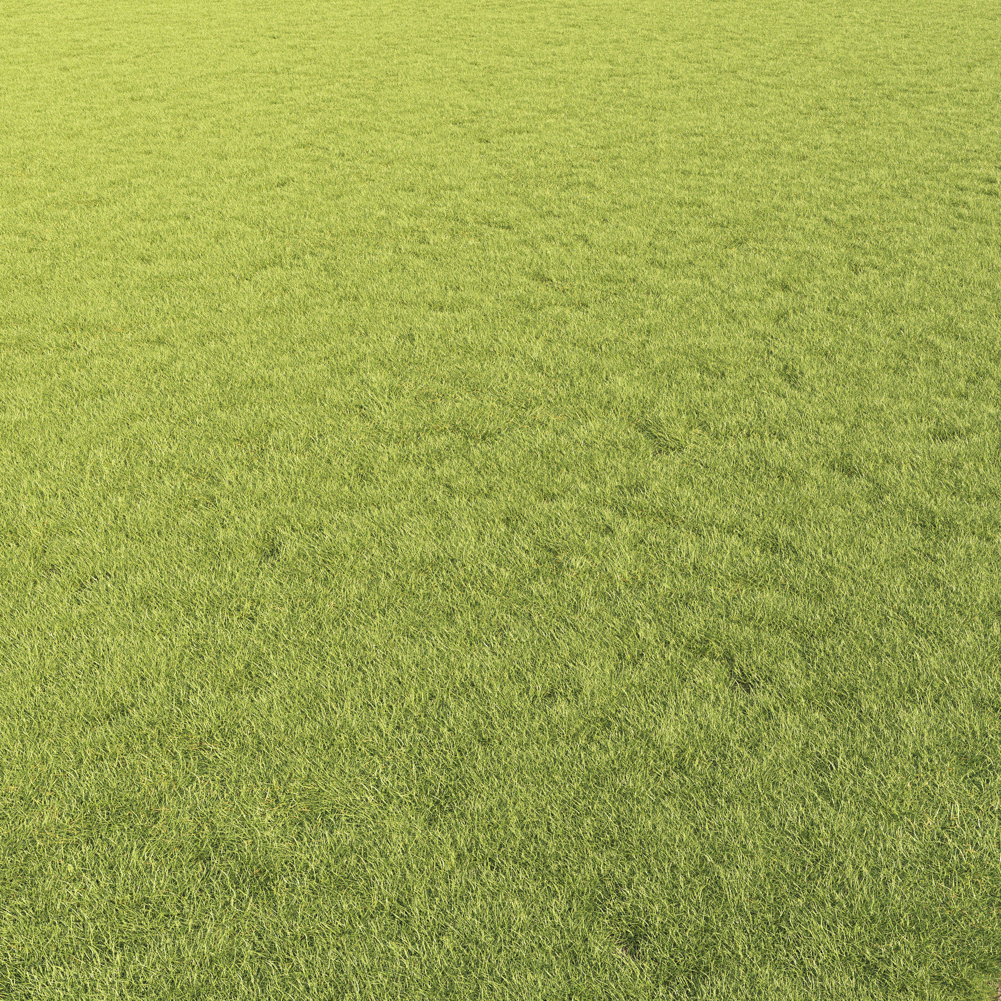 Lawn Grass 01 3D model_6