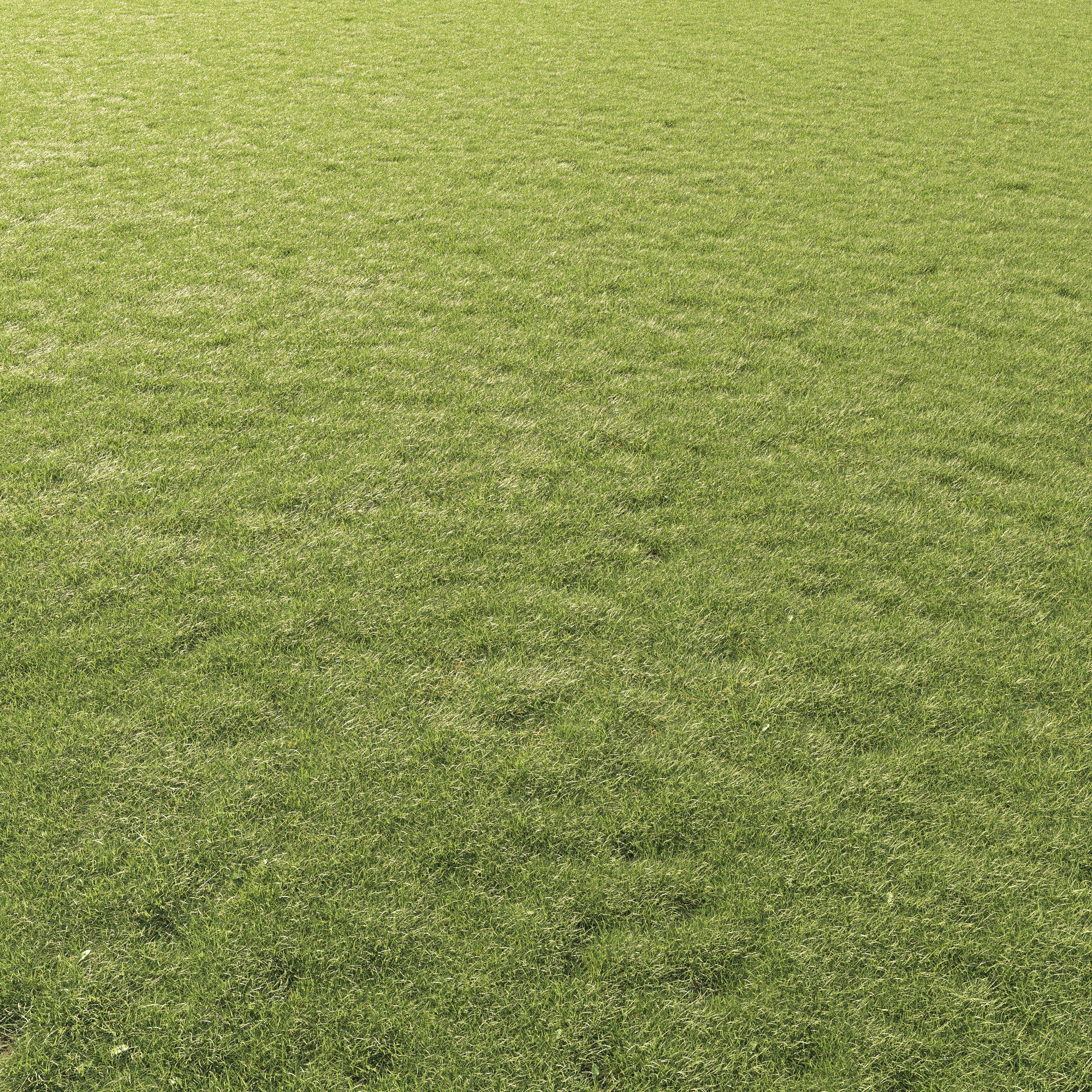 Lawn Grass 01 3D model_2