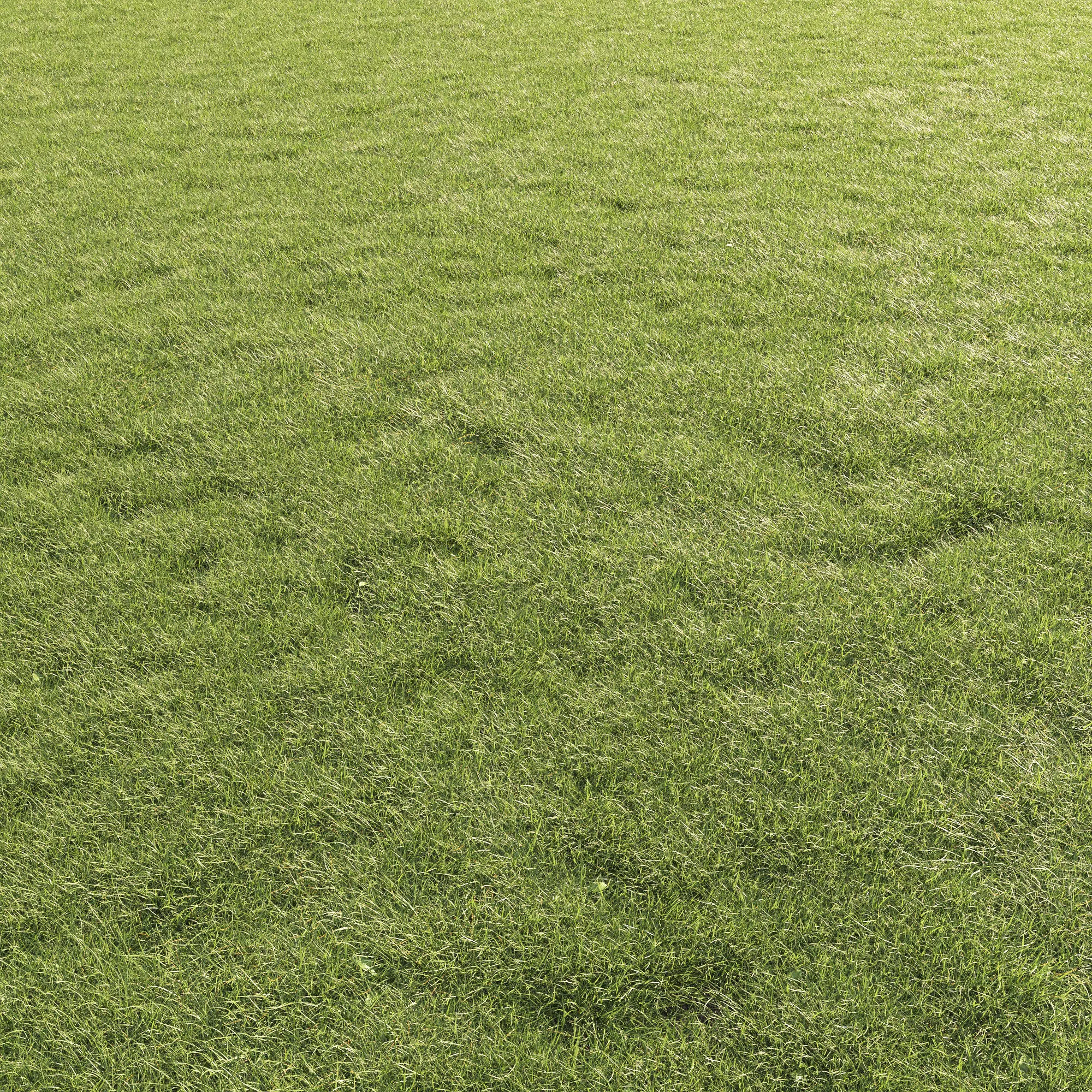 Lawn Grass 01 3D model_0