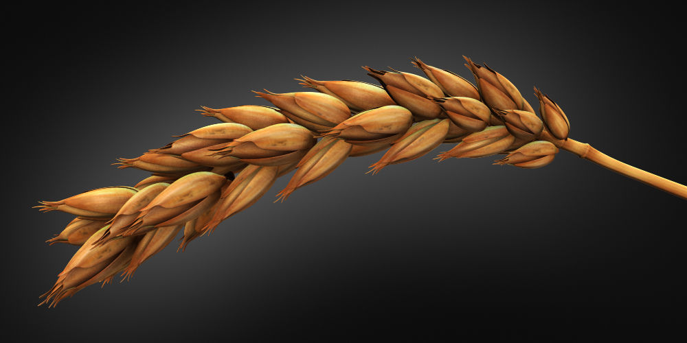 Wheat stalk of Low-poly 3D model_6