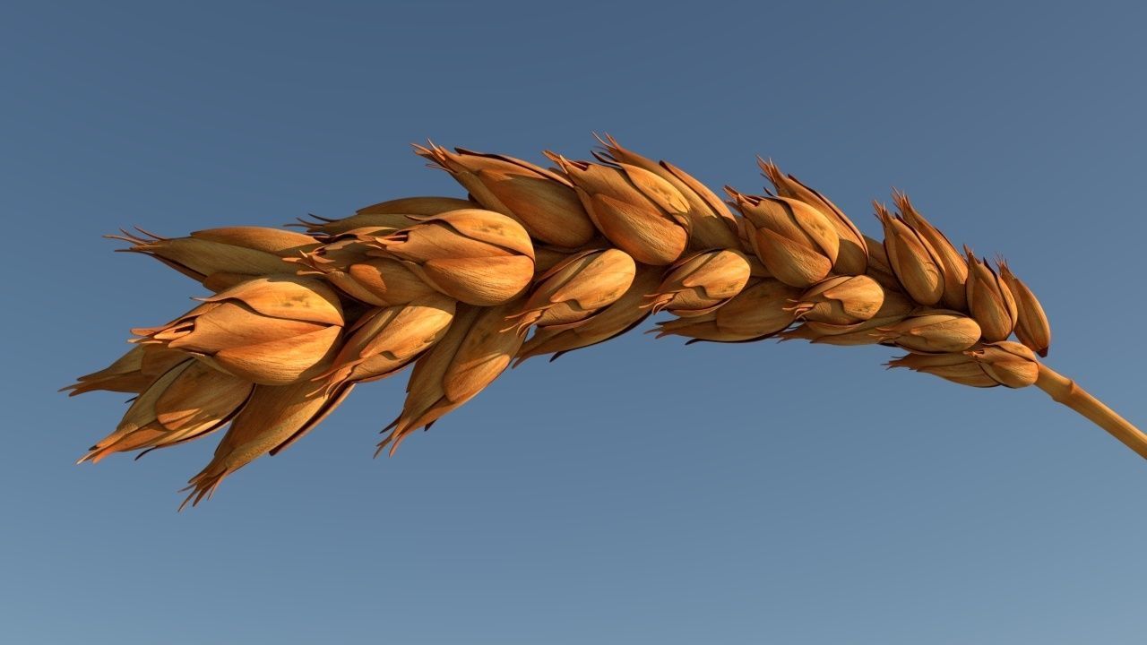 Wheat stalk of Low-poly 3D model_1