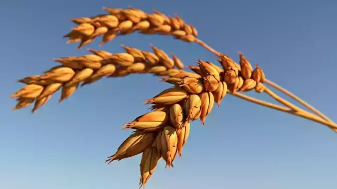 Wheat stalk of Low-poly 3D model