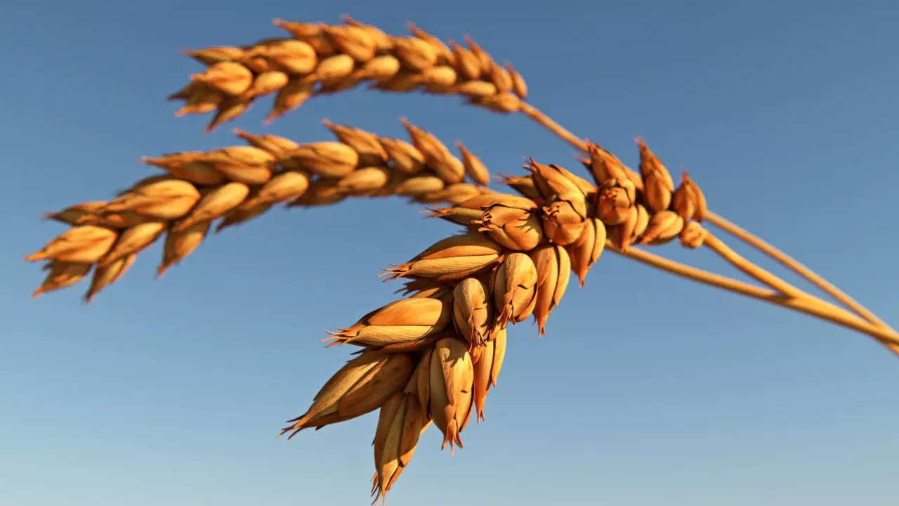 Wheat stalk of Low-poly 3D model_0