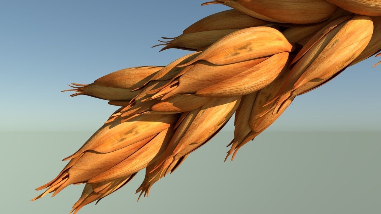 Wheat stalk of Low-poly 3D model_3