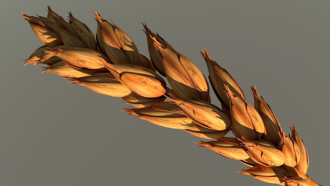 Wheat stalk of Low-poly 3D model_5
