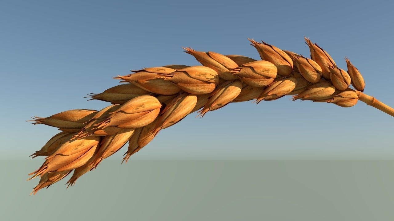 Wheat stalk of Low-poly 3D model_2