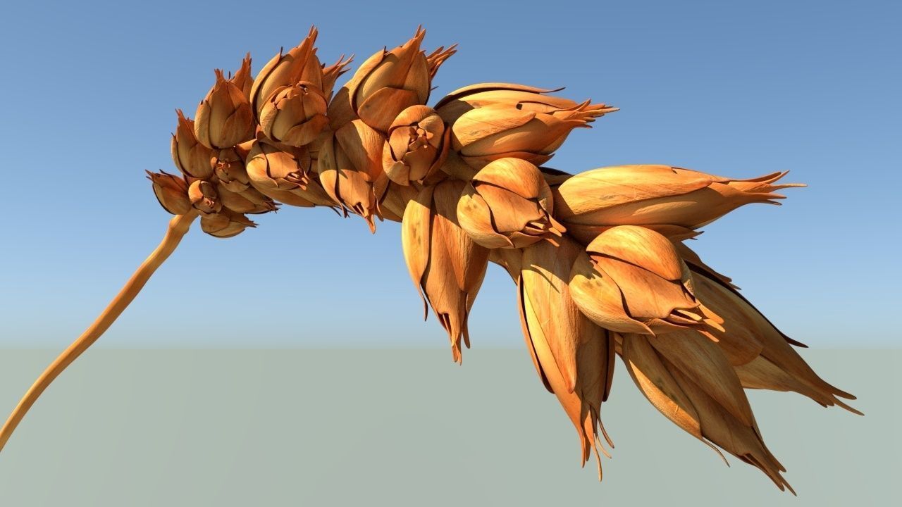 Wheat stalk of Low-poly 3D model_4