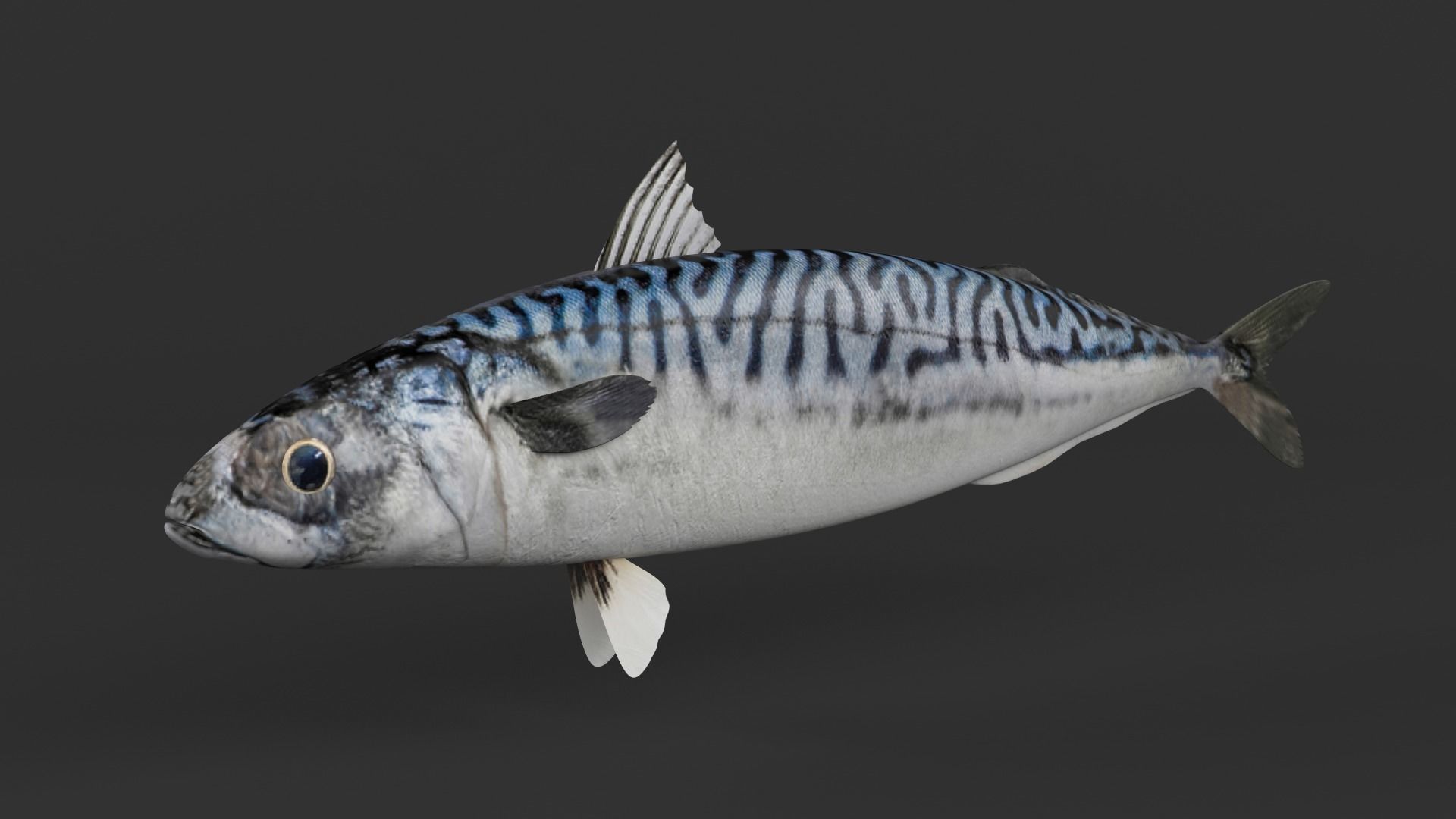 Mackerel Fish 3D model_3