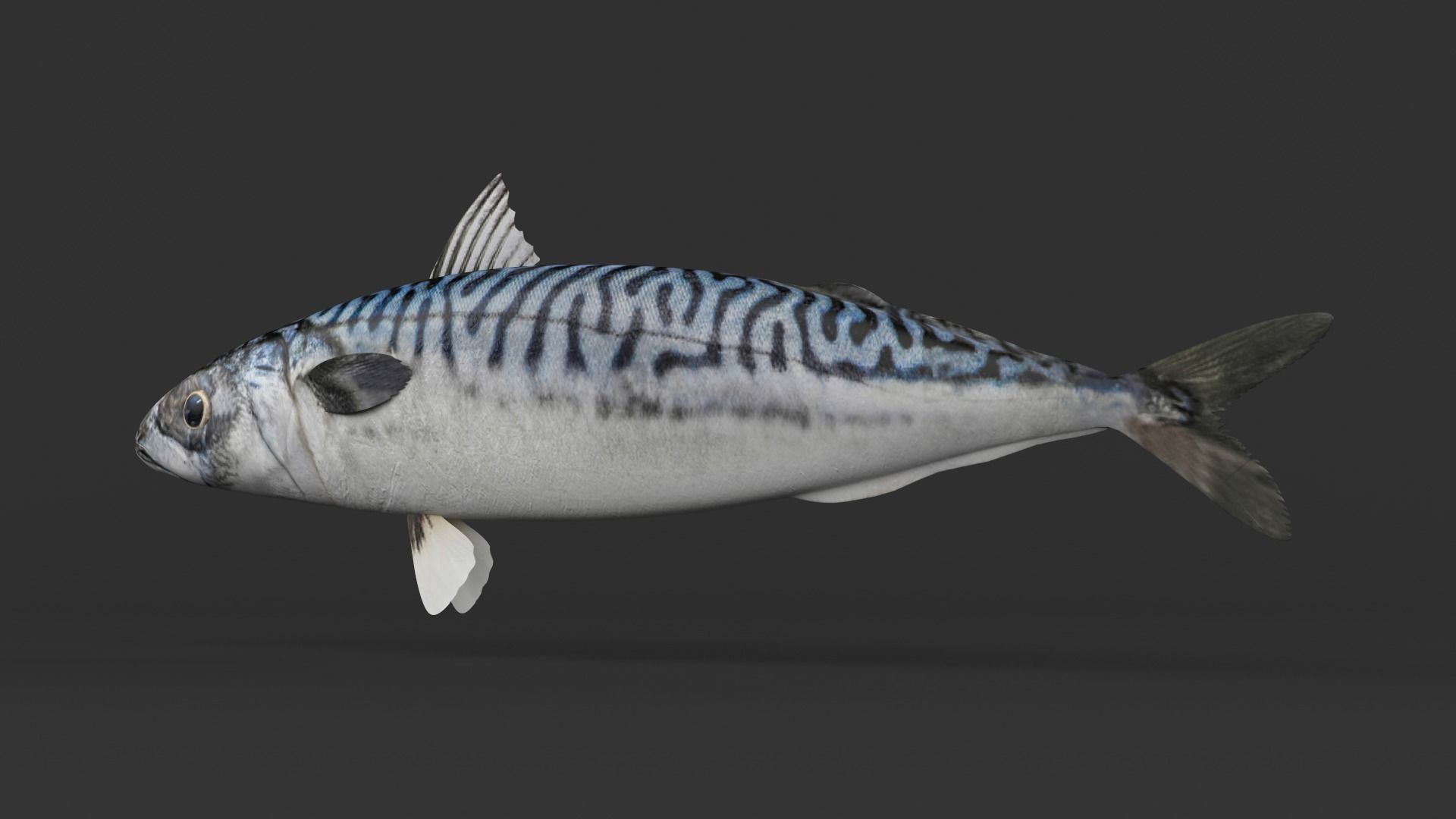 Mackerel Fish 3D model_2