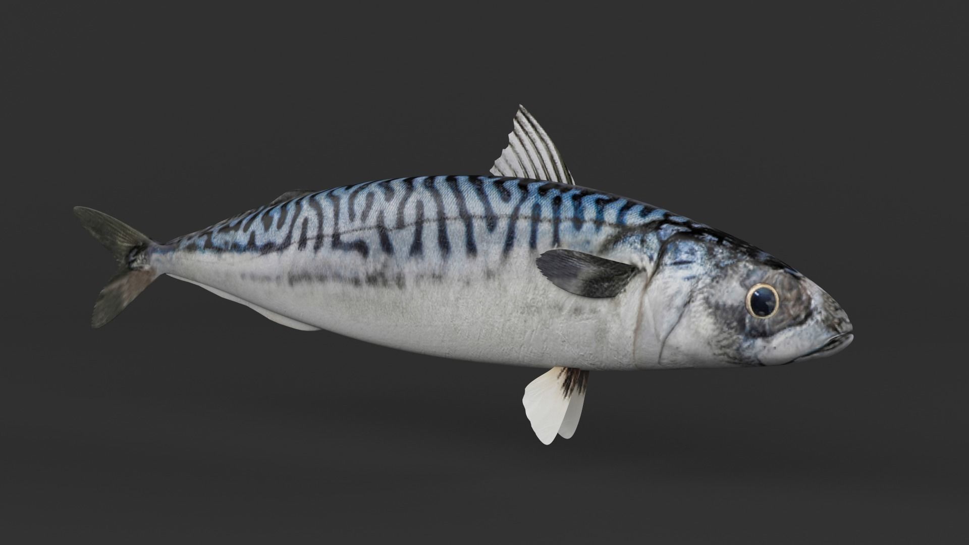 Mackerel Fish 3D model_1