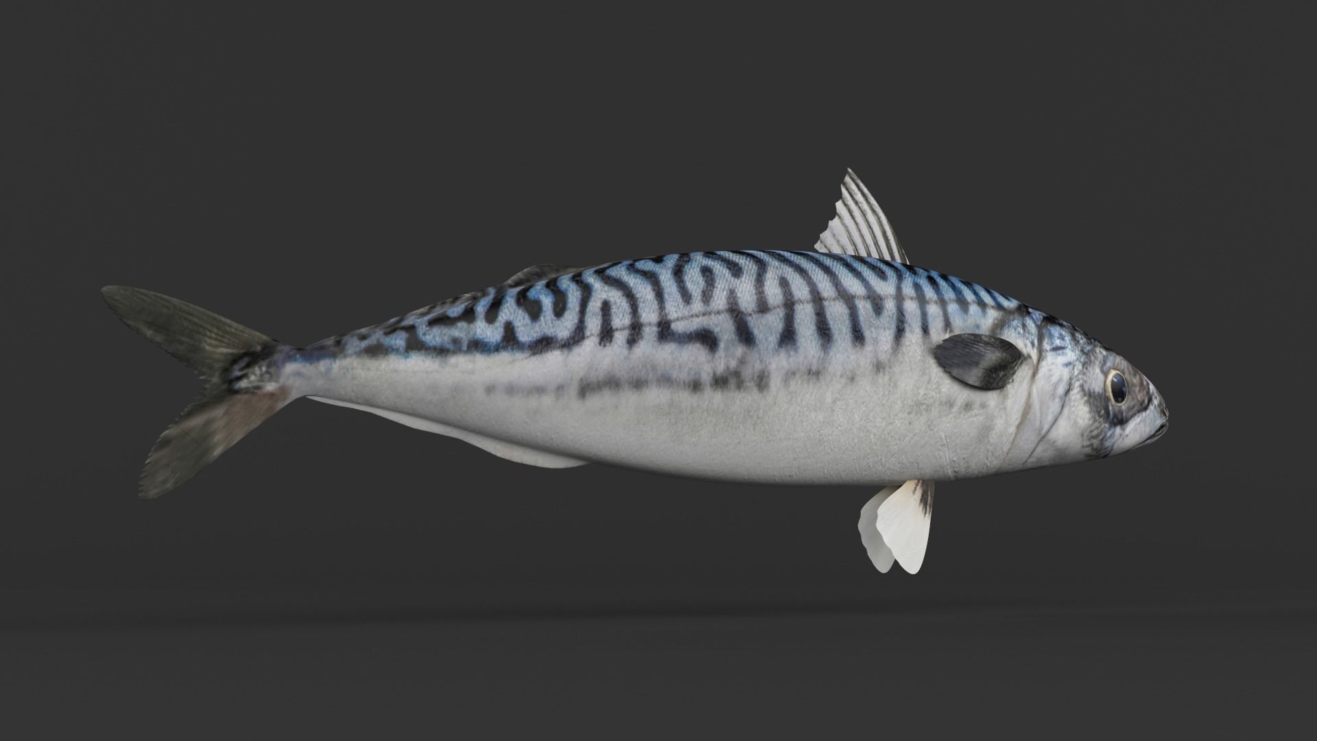 Mackerel Fish 3D model_4