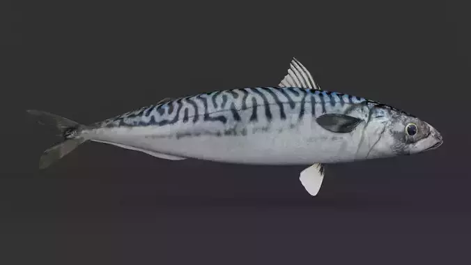 Mackerel Fish 3D model