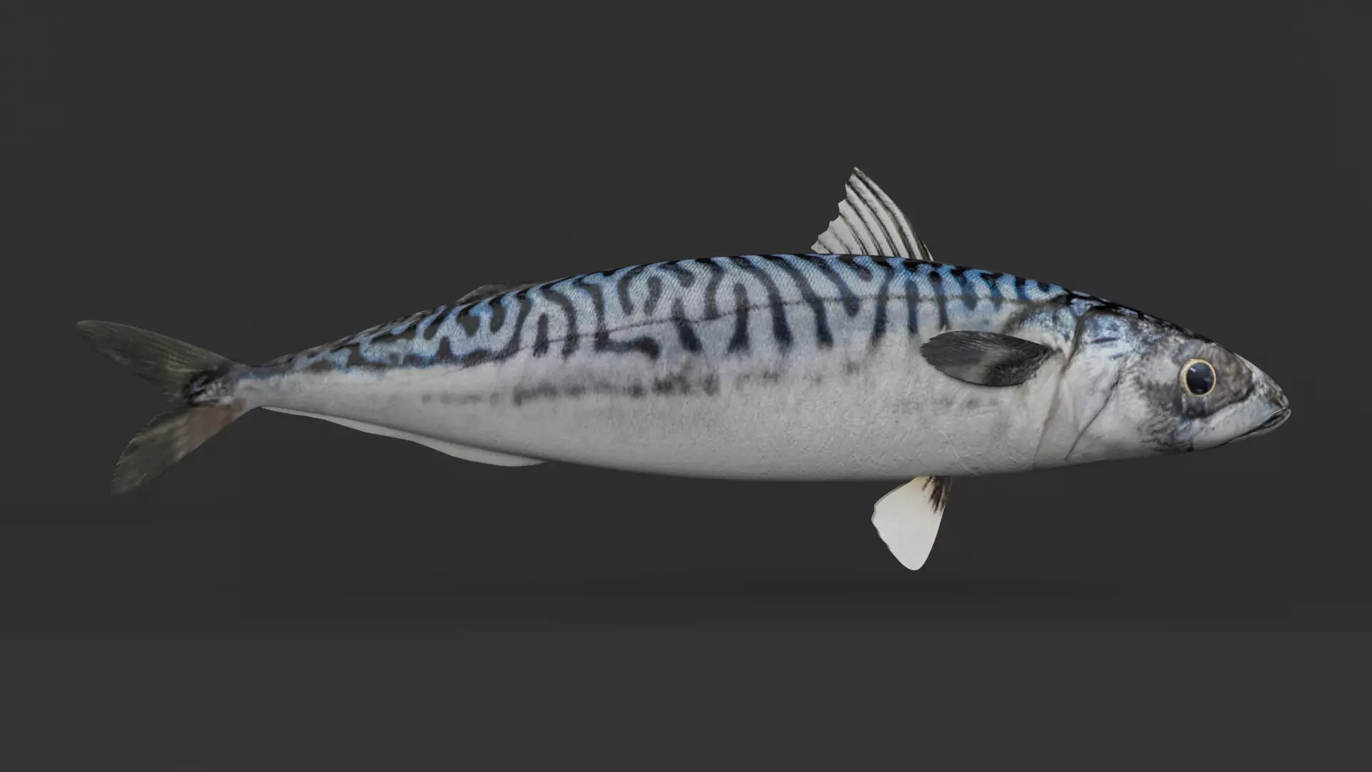 Mackerel Fish 3D model_0