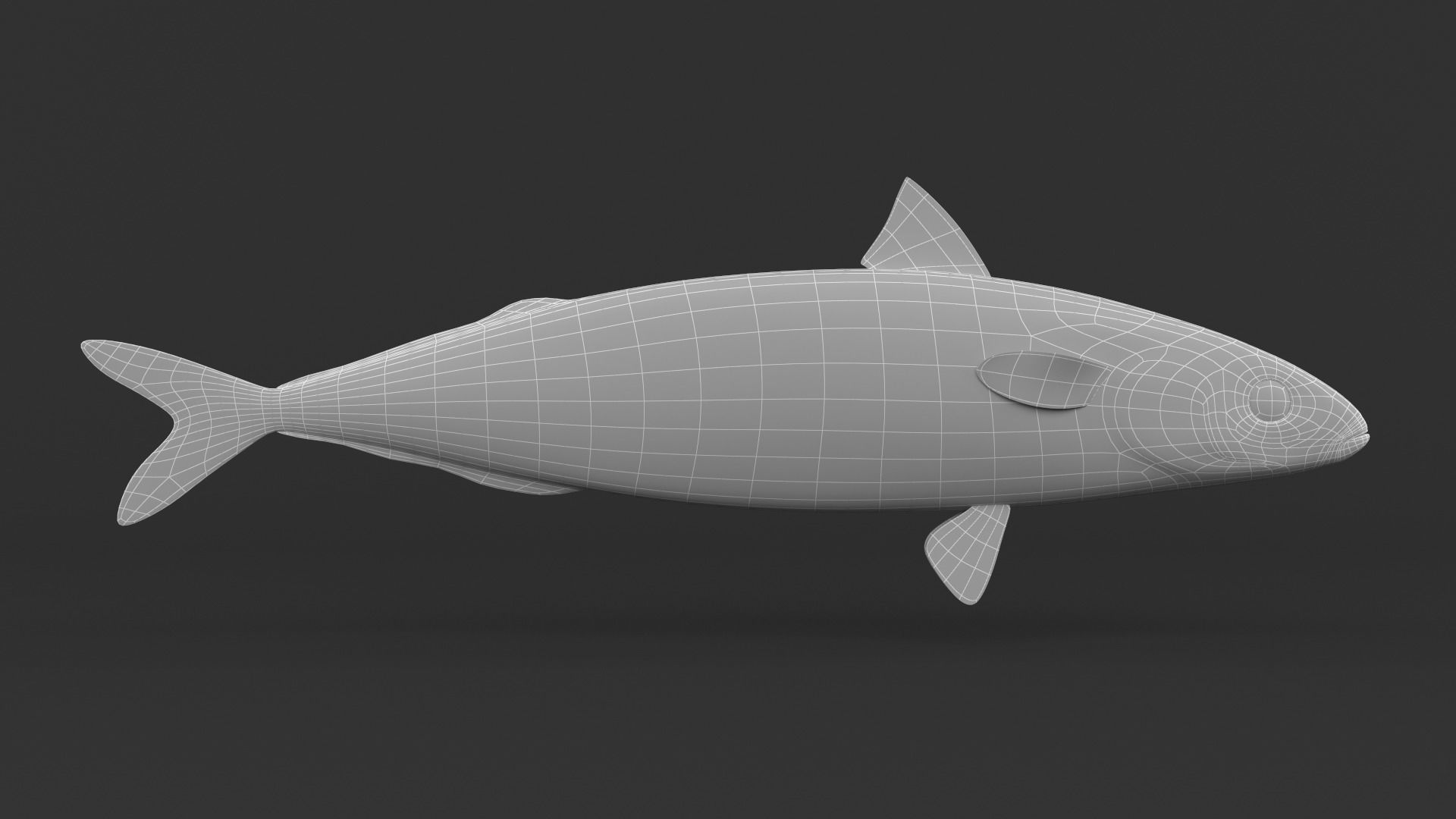 Mackerel Fish 3D model_5
