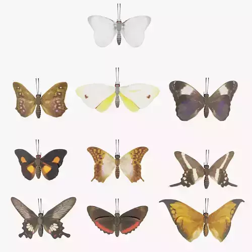 Butterfly Collection PBR Rigged Animated 3D model