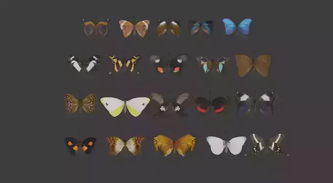 Butterfly Collection PBR Rigged Animated 