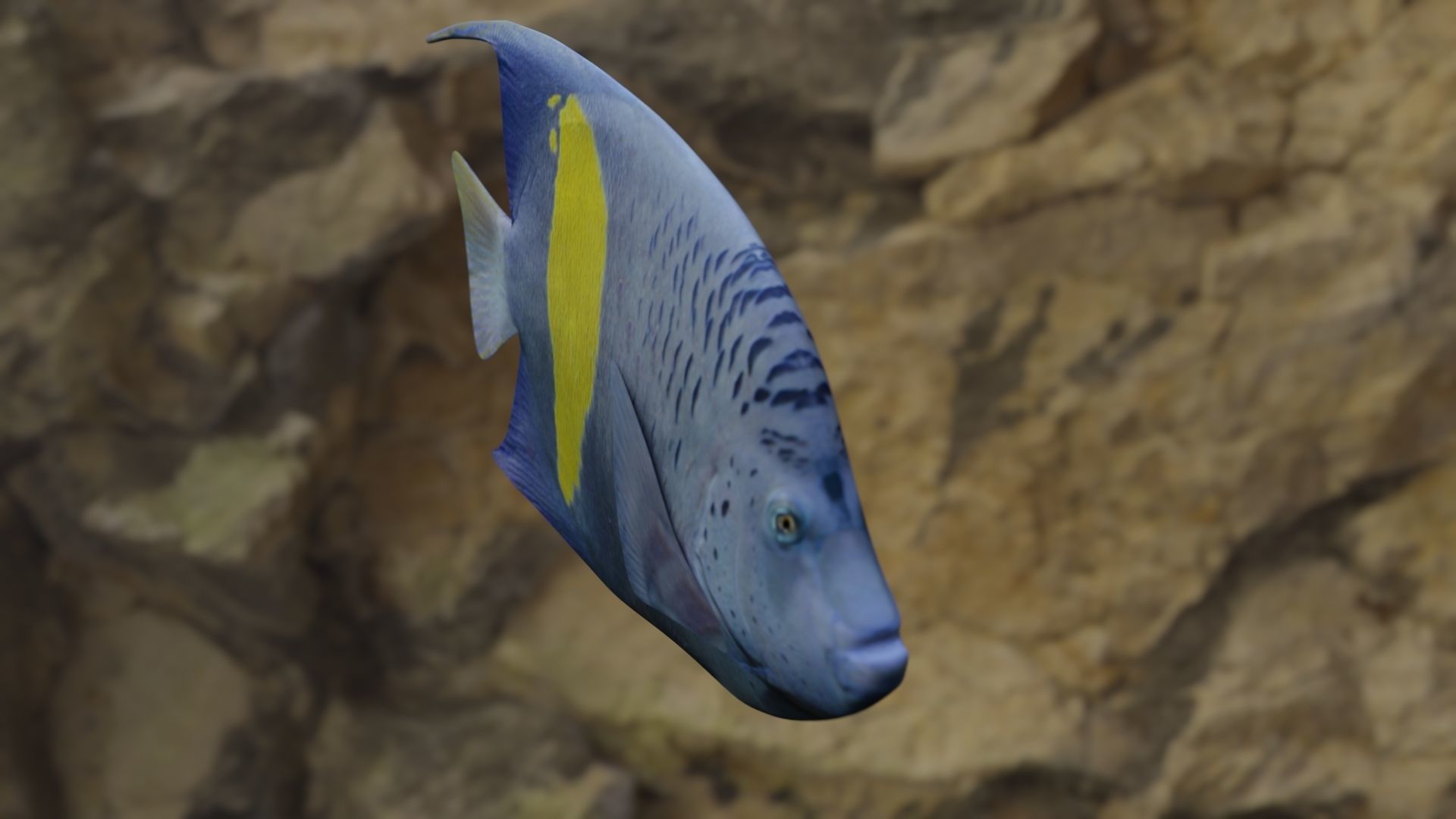 Two fish 3D Model Collection_5