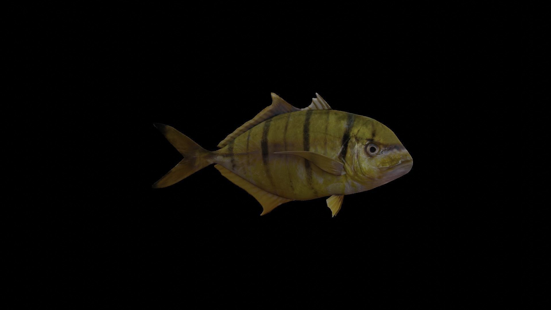 Two fish 3D Model Collection_27