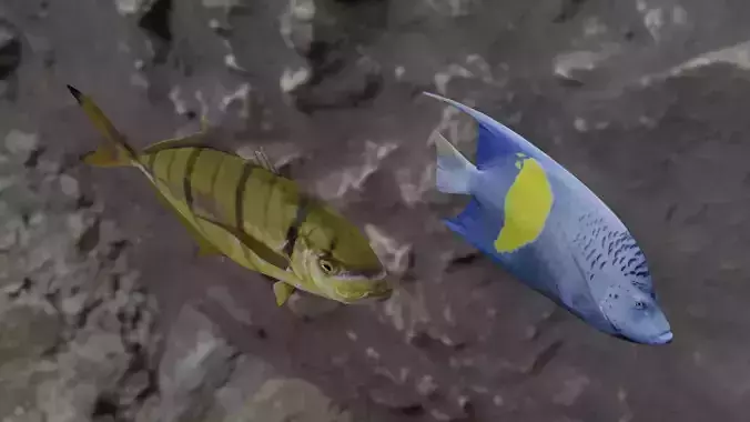 Two fish 3D Model Collection